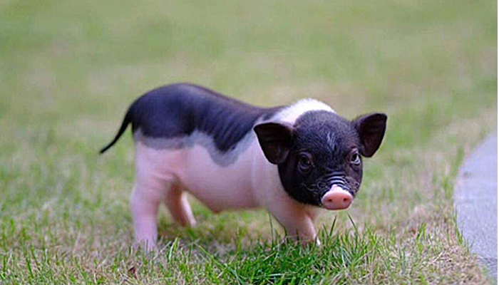 Nằm mơ thấy heo báo hiệu nhiều con số may mắn trong lô đề