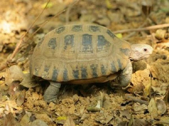 Mơ thấy rùa trắng đánh con gì?