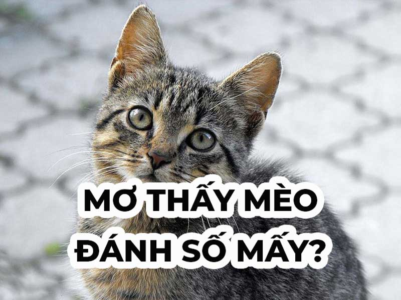 Con Mèo Trong Lô Đề Là Số Mấy? Nhìn Thấy Mèo Đánh Con Gì? 