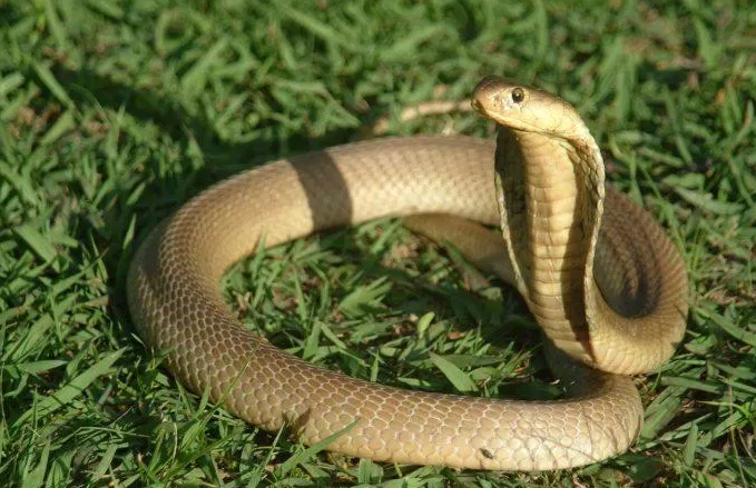 nhin thay ran ho mang danh con gi (3)